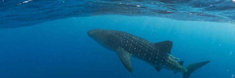 Book Whale Shark Diving With True Experts!